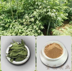 甜茶提取物